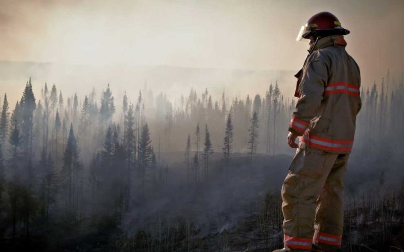 Protejamos nuestros bosques: Prevención de incendios forestales